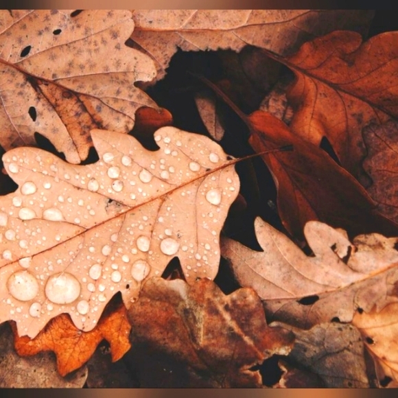 Meet your Posher, Chloe - Picture 1 of 1